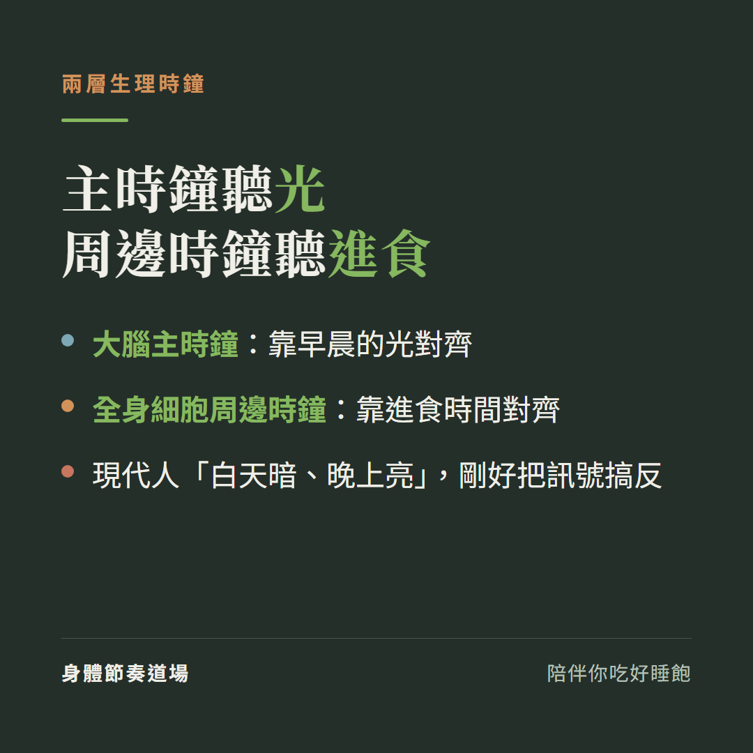 身體兩層生理時鐘:大腦主時鐘聽光、全身細胞周邊時鐘聽進食時間