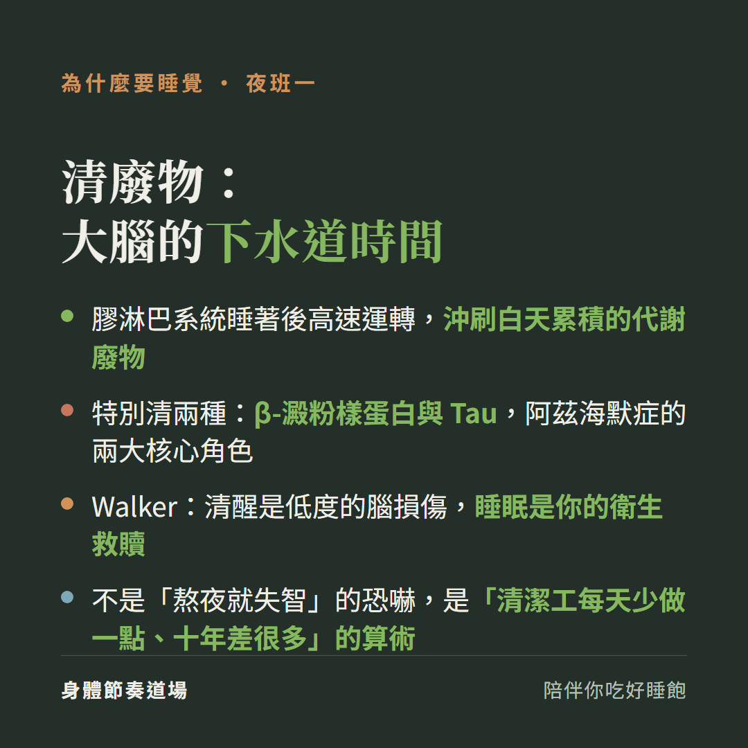 夜班一清廢物大腦的下水道時間:膠淋巴系統睡著後高速運轉沖刷白天累積的代謝廢物,特別清β澱粉樣蛋白與Tau(阿茲海默症兩大核心角色);Walker說清醒是低度腦損傷睡眠是衛生救贖;不是熬夜就失智的恐嚇是清潔工每天少做一點十年差很多的算術