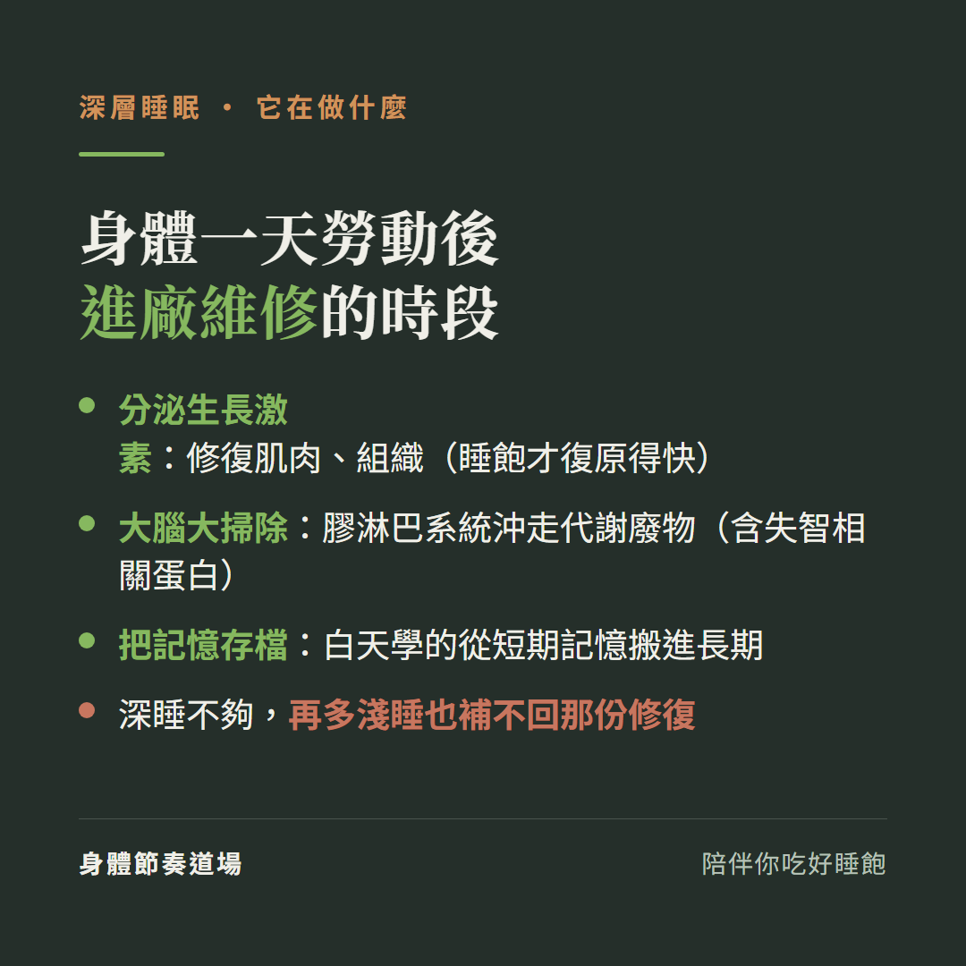深睡是身體一天勞動後進廠維修的時段:分泌生長激素修復肌肉組織睡飽才復原得快、大腦大掃除膠淋巴系統沖走代謝廢物含失智相關蛋白、把記憶存檔白天學的從短期記憶搬進長期、深睡不夠再多淺睡也補不回那份修復