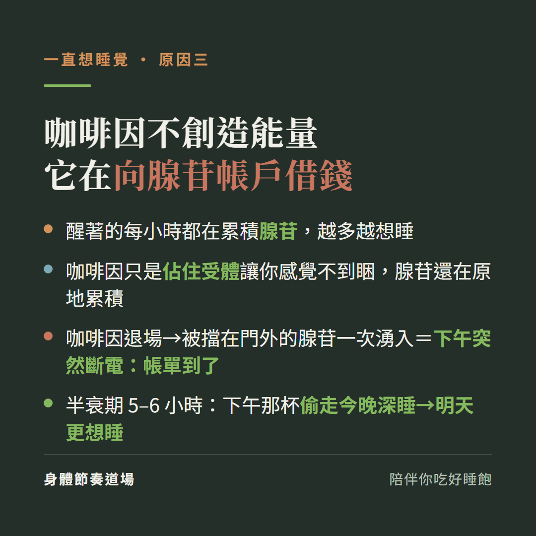 咖啡因不創造能量它在向腺苷帳戶借錢:醒著每小時都在累積腺苷越多越想睡、咖啡因只是佔住受體讓你感覺不到睏腺苷還在原地累積、咖啡因退場腺苷一次湧入下午突然斷電帳單到了、半衰期5到6小時下午那杯偷走今晚深睡明天更想睡